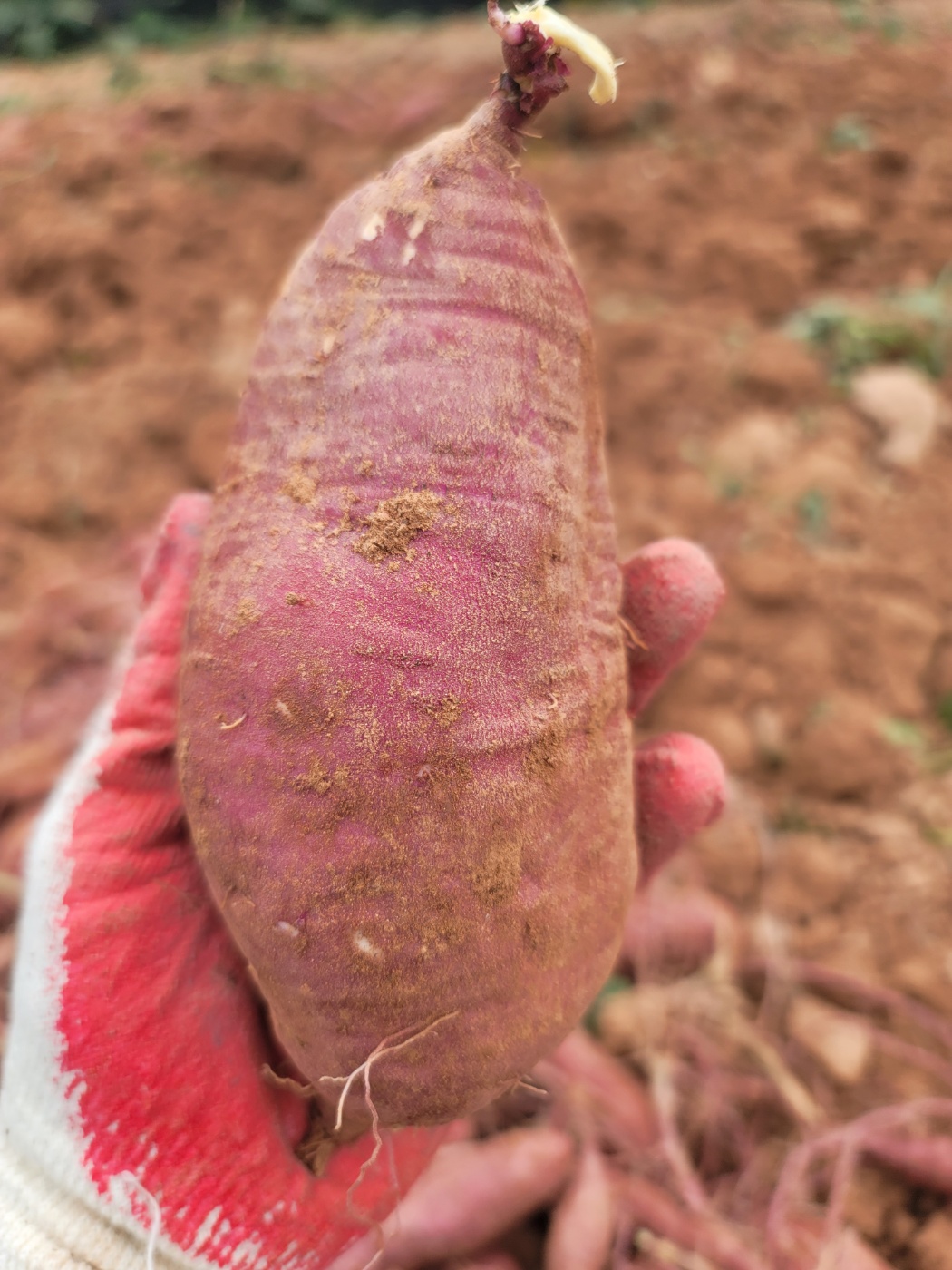 프리미엄 생고구마